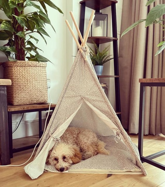 dog teepee petco