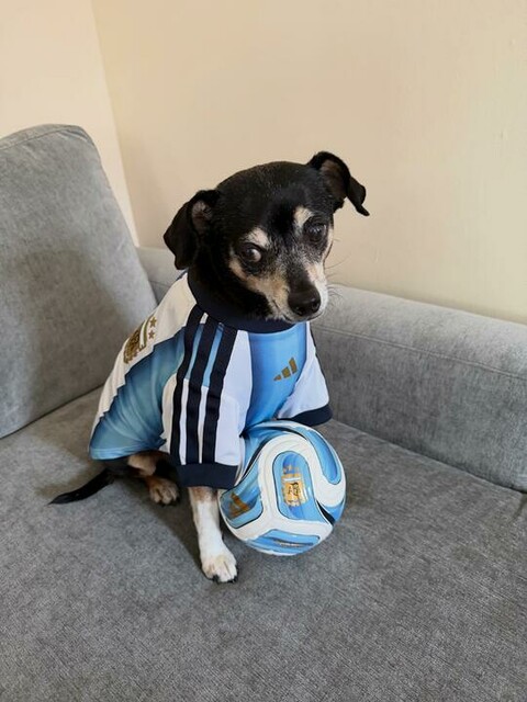 adidas Pet Jersey Nation Pack - Blue | Free Shipping with adiClub